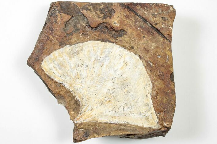 Fossil Ginkgo Leaf From North Dakota - Paleocene #201246